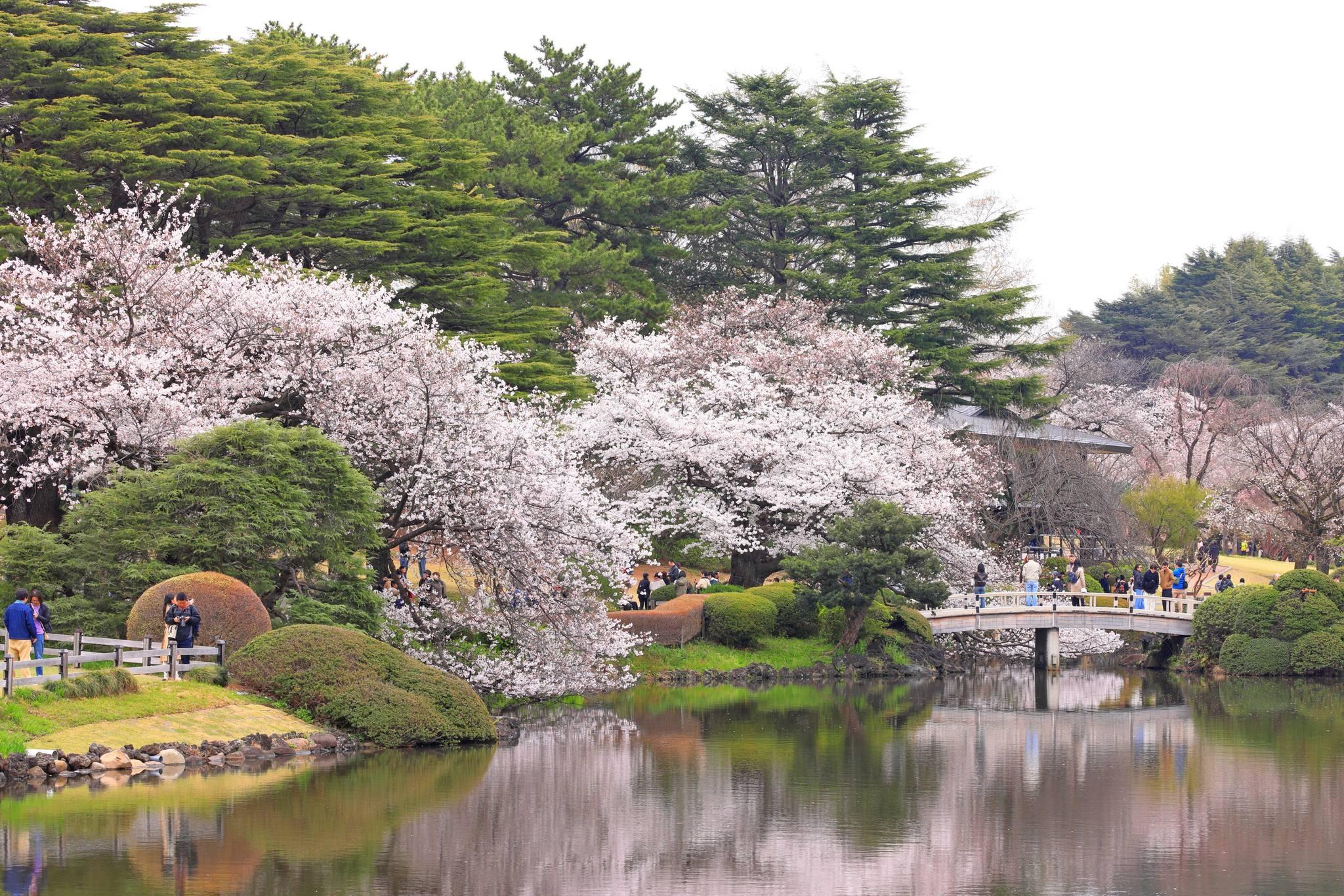 Printemps au Japon : la floraison des cerisiers et autres merveilles