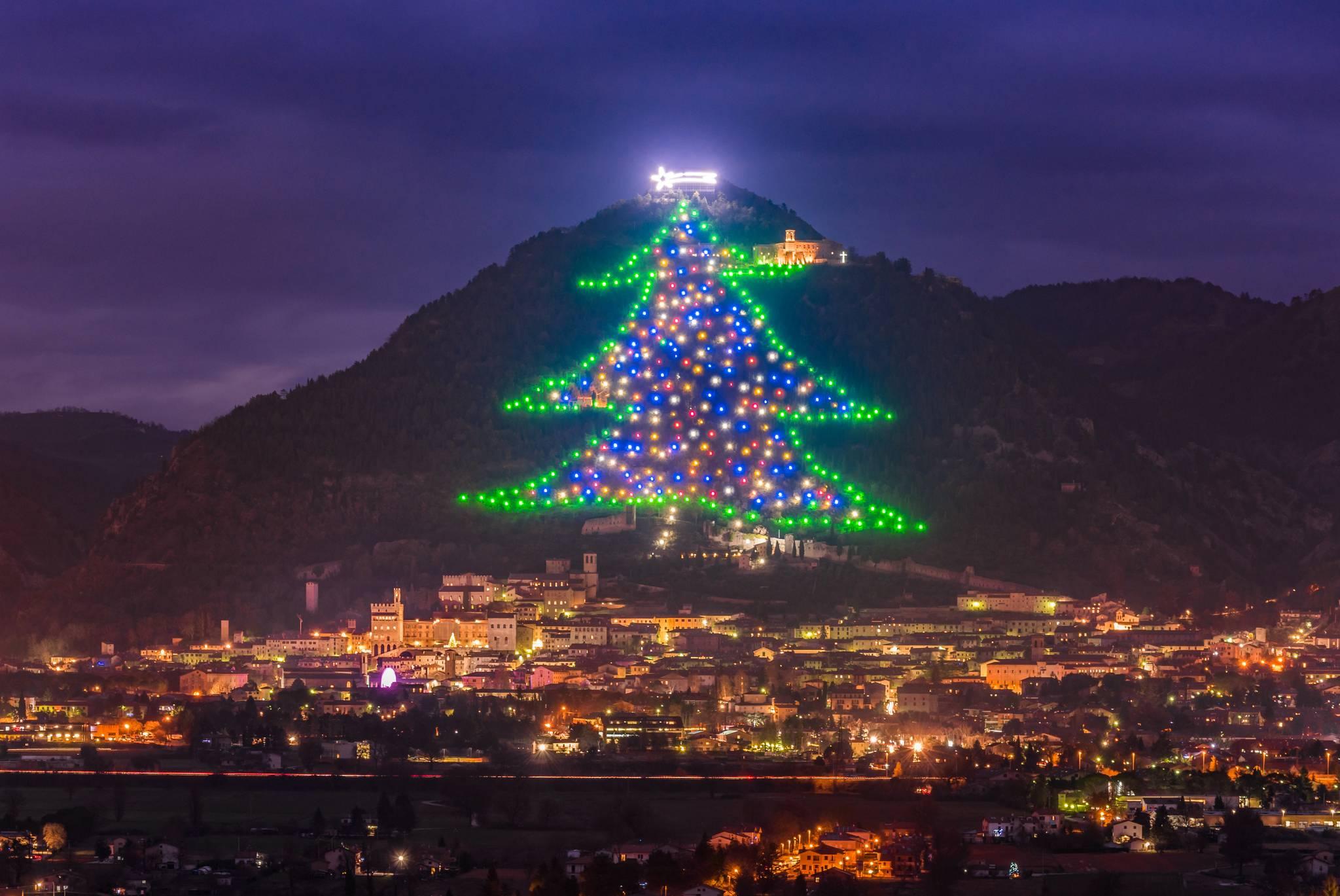 Où se trouvent les sapins de Noël les plus grands du monde ?