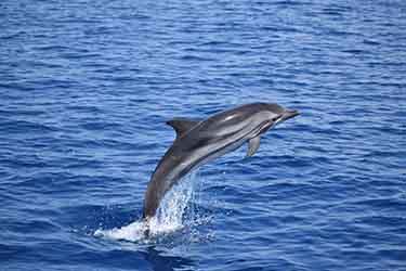 Les dauphins du JDC