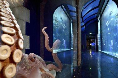 Le Musée Océanographique de Monte-Carlo