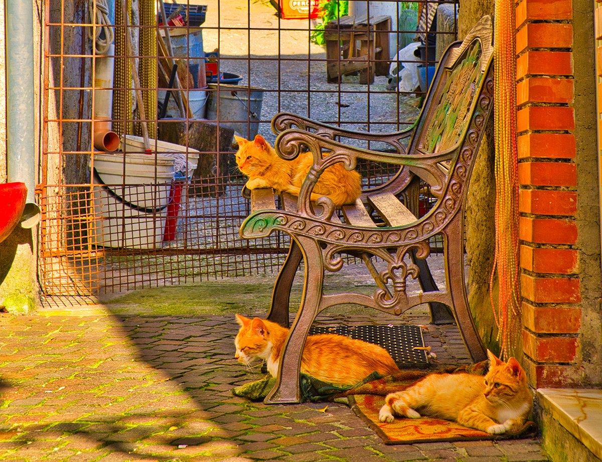 Les chats du village de Pesche