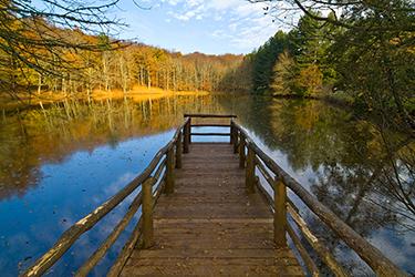La Forêt Ombra et les lacs