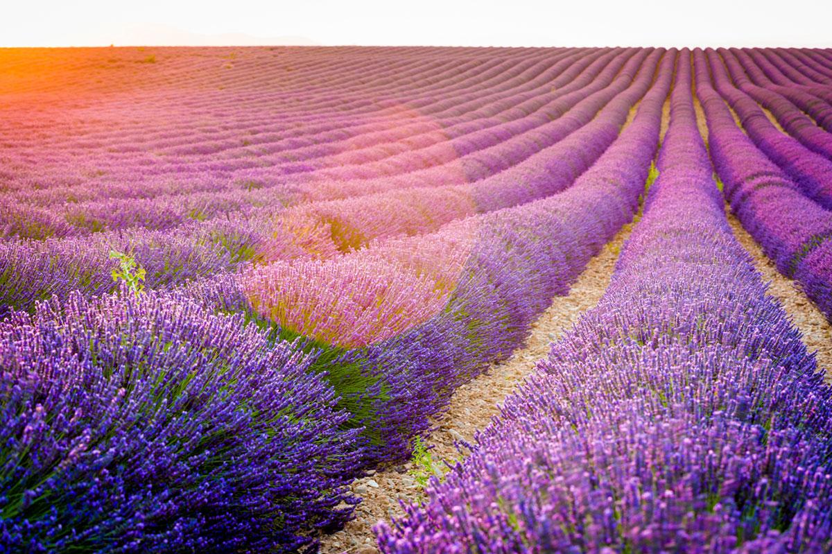 Que voir en Provence