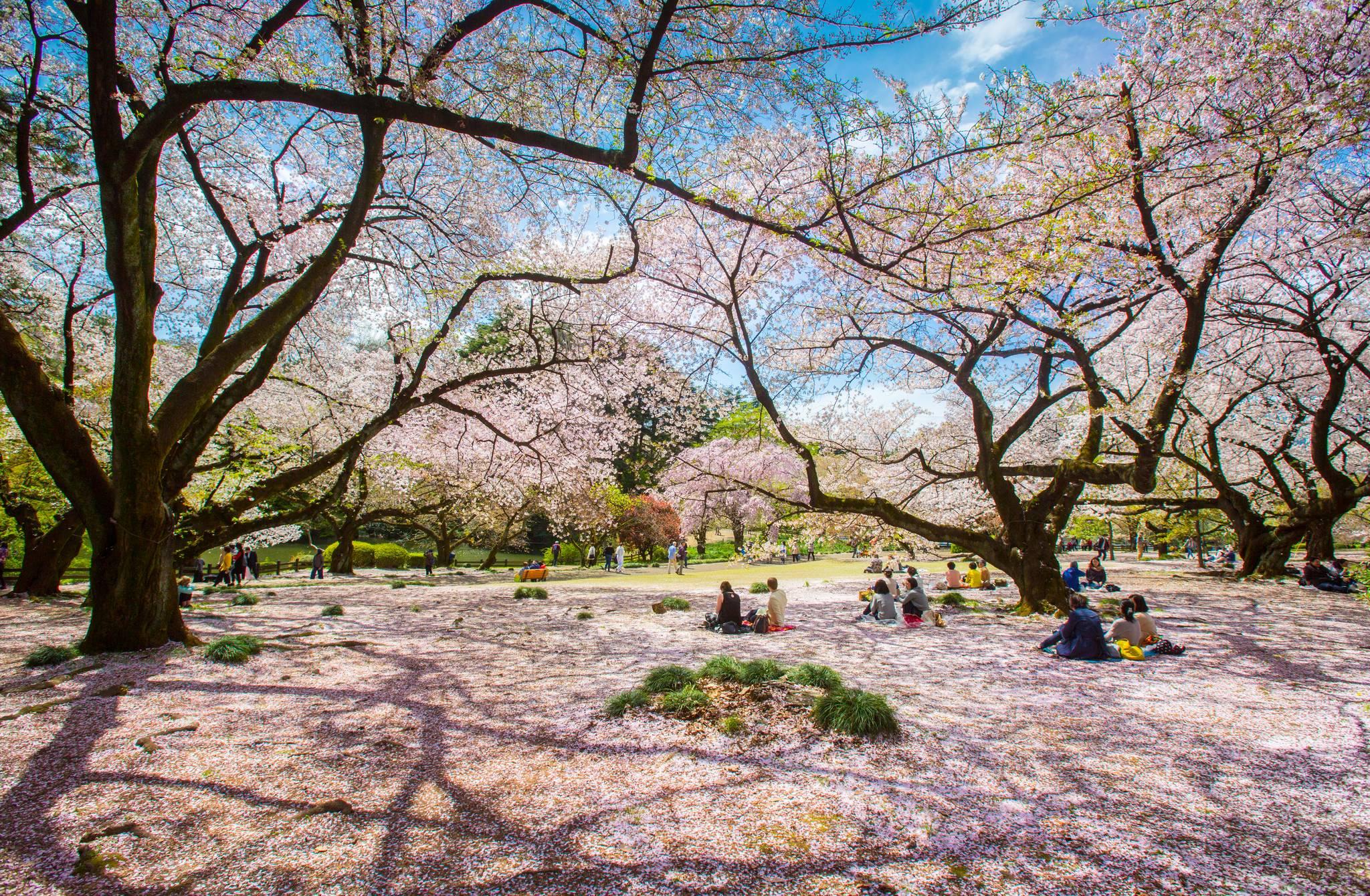 parc ueno à tokyo