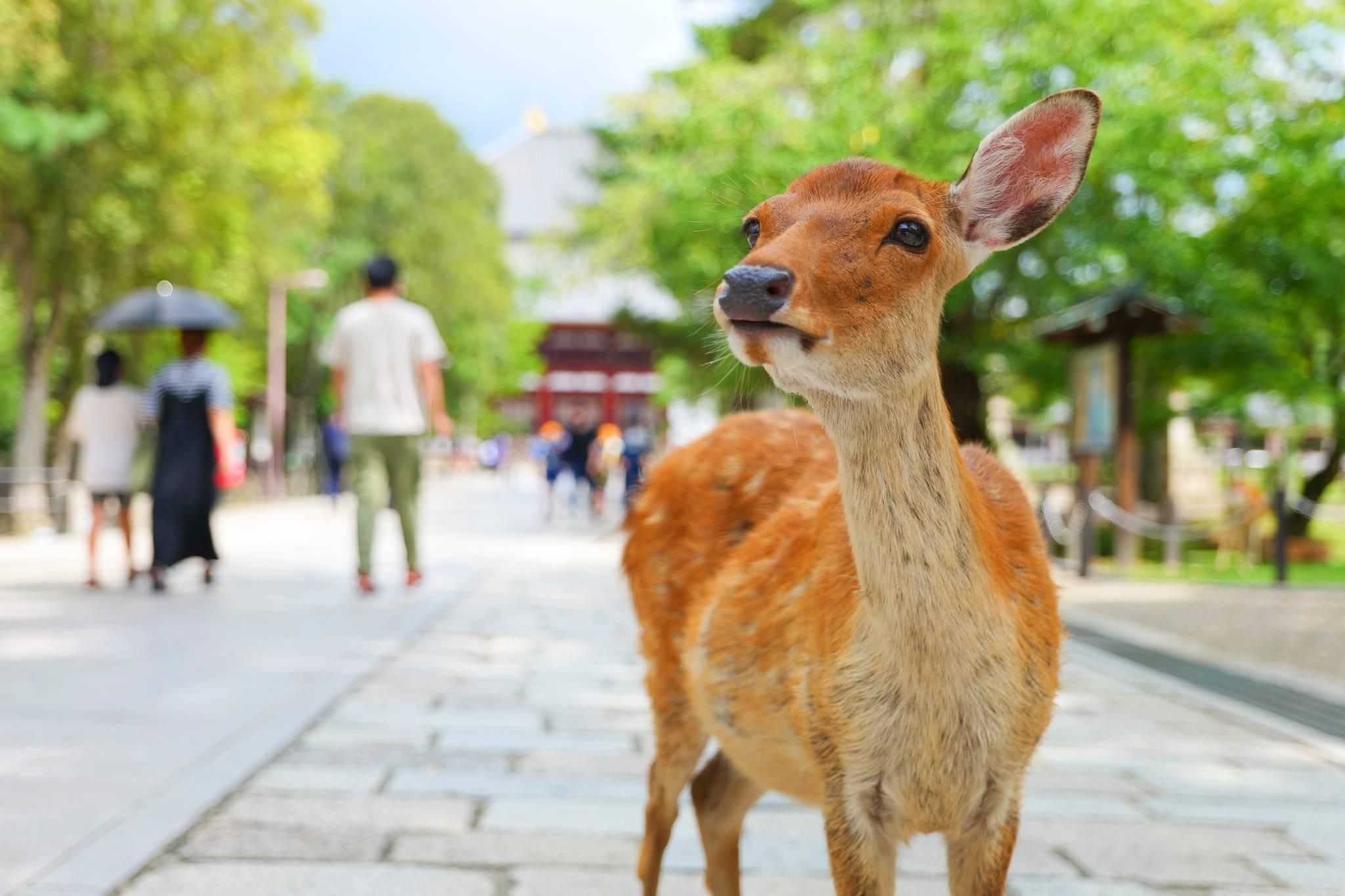 daims au parc de Nara