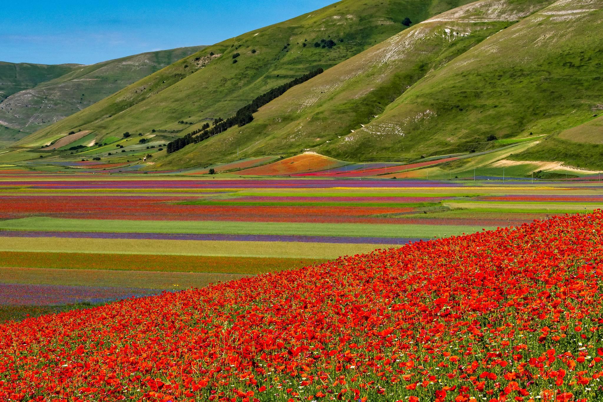 champ fleuri à Castelluccio di Norcia