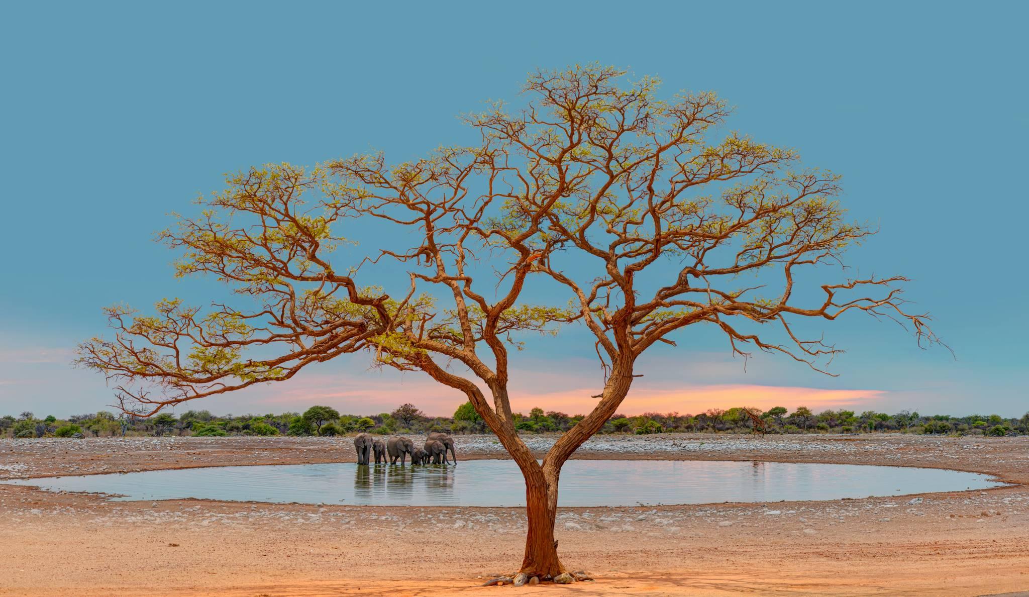 parc national d'etosha