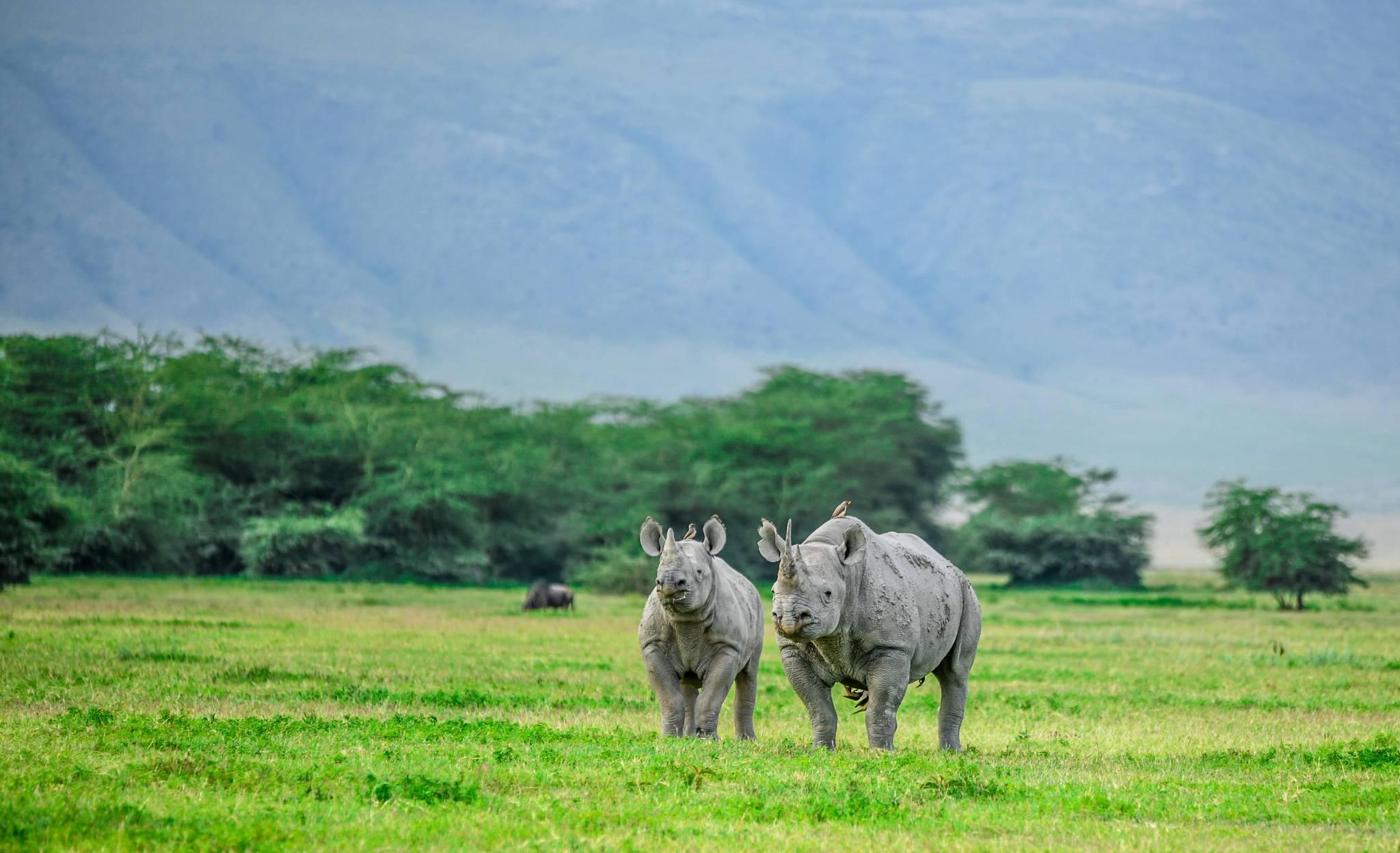 rinocéros dans l'aire de conservation de ngorongoro