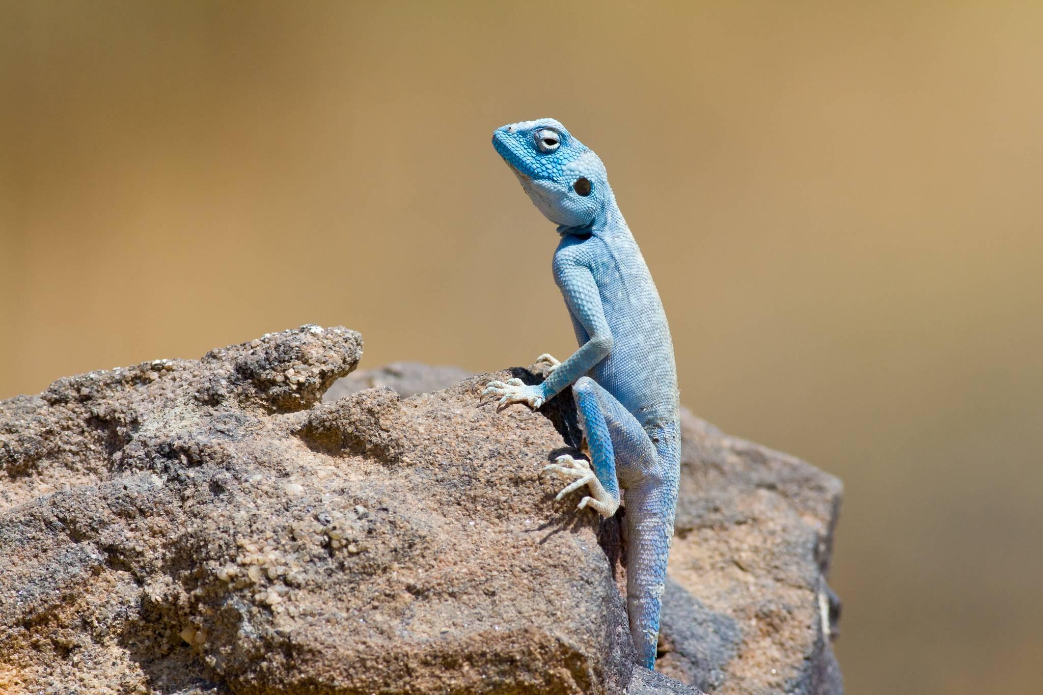 caméléon bleu réserve de dana jordanie