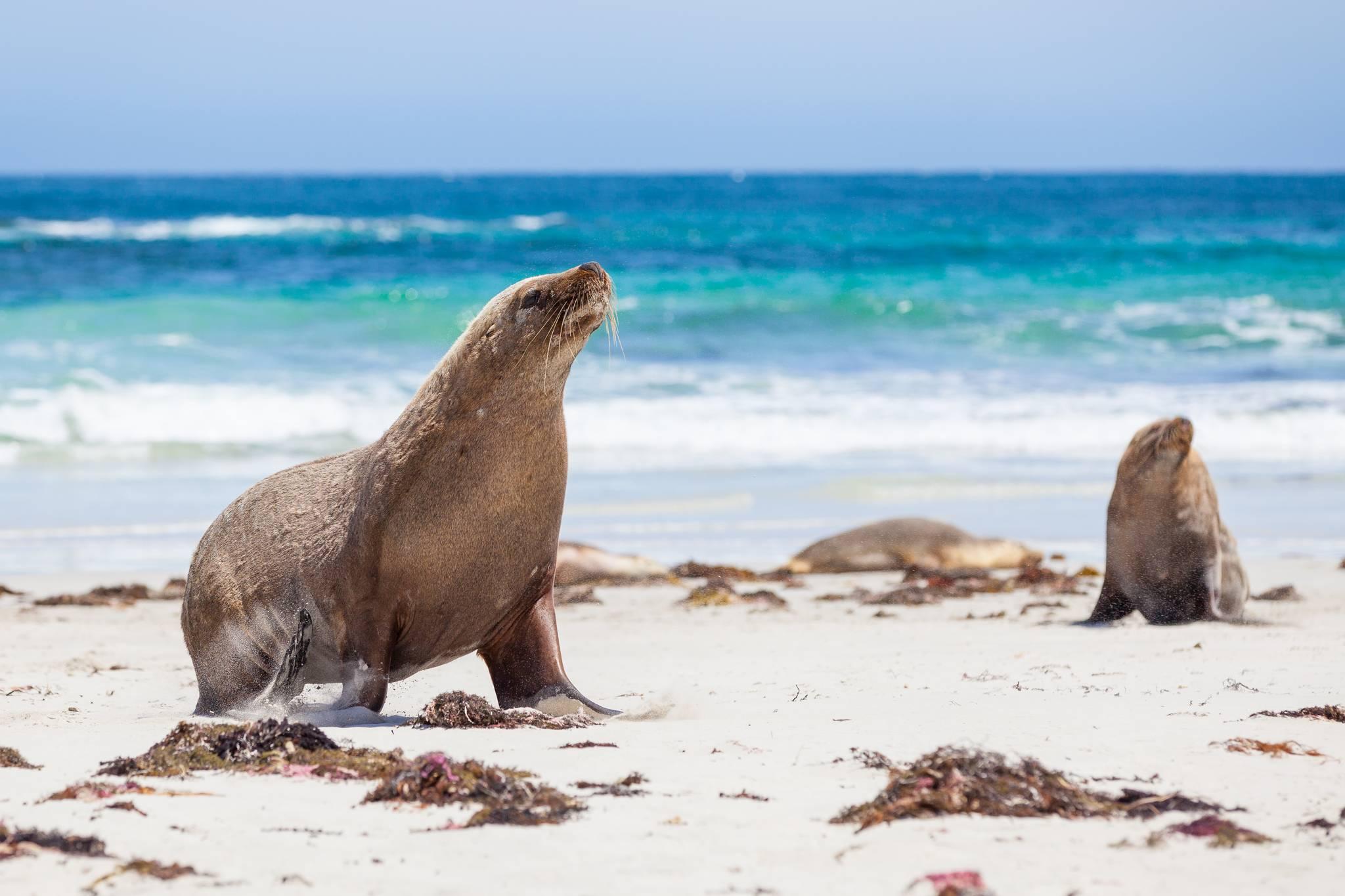 lions marins de kangaroo island australie