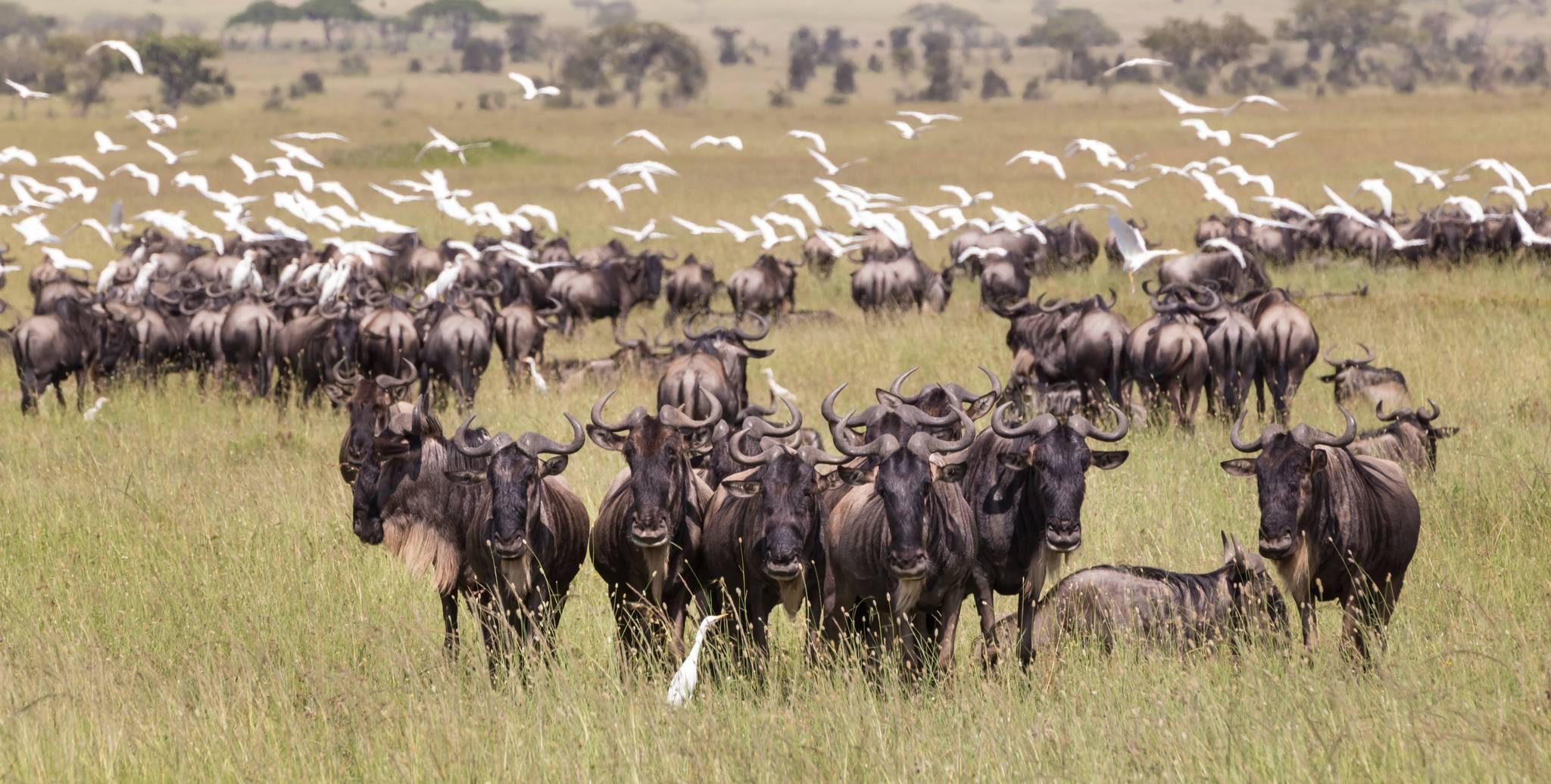 grande migration parc national du serengeti tanzanie