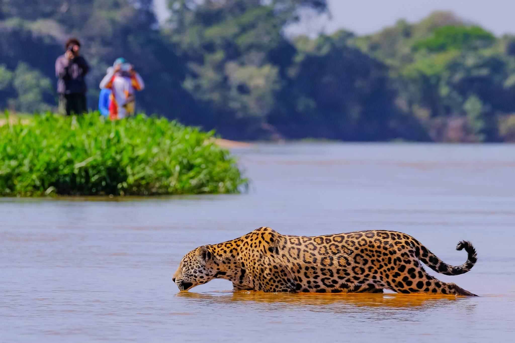jaguar dans l'eau pantanal brésil
