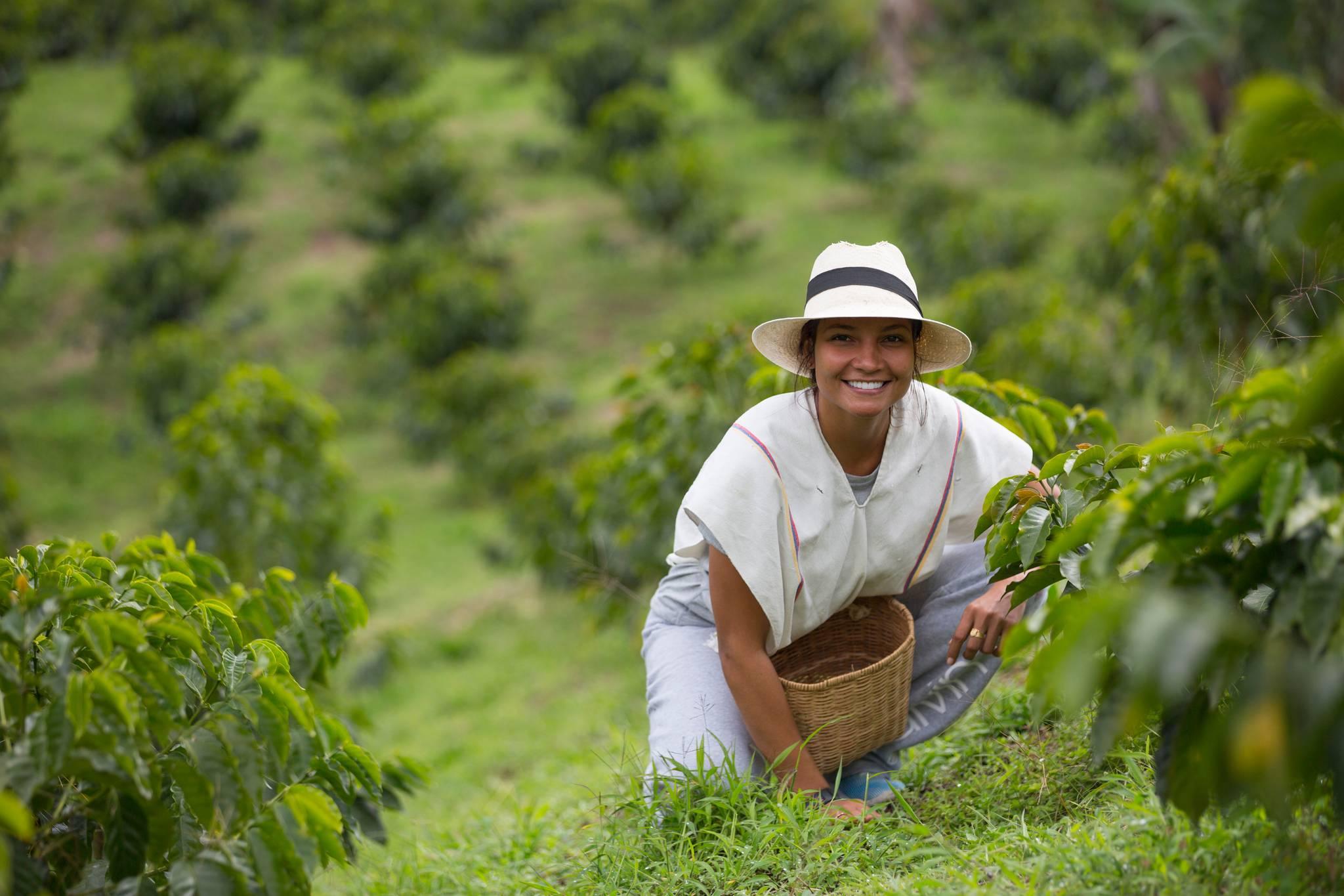 fille récoltant du café dans une plantation en Colombie