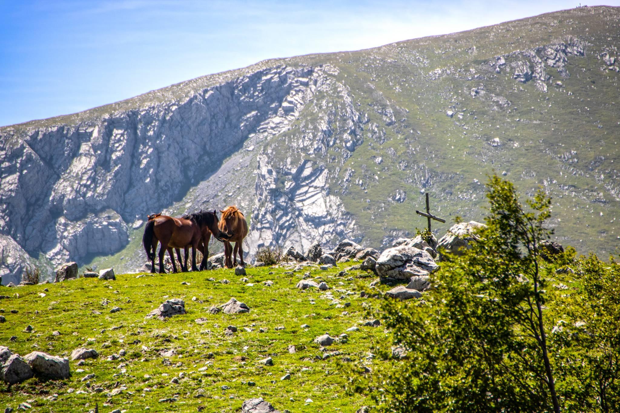 forêt du parc national du pollino en calabre