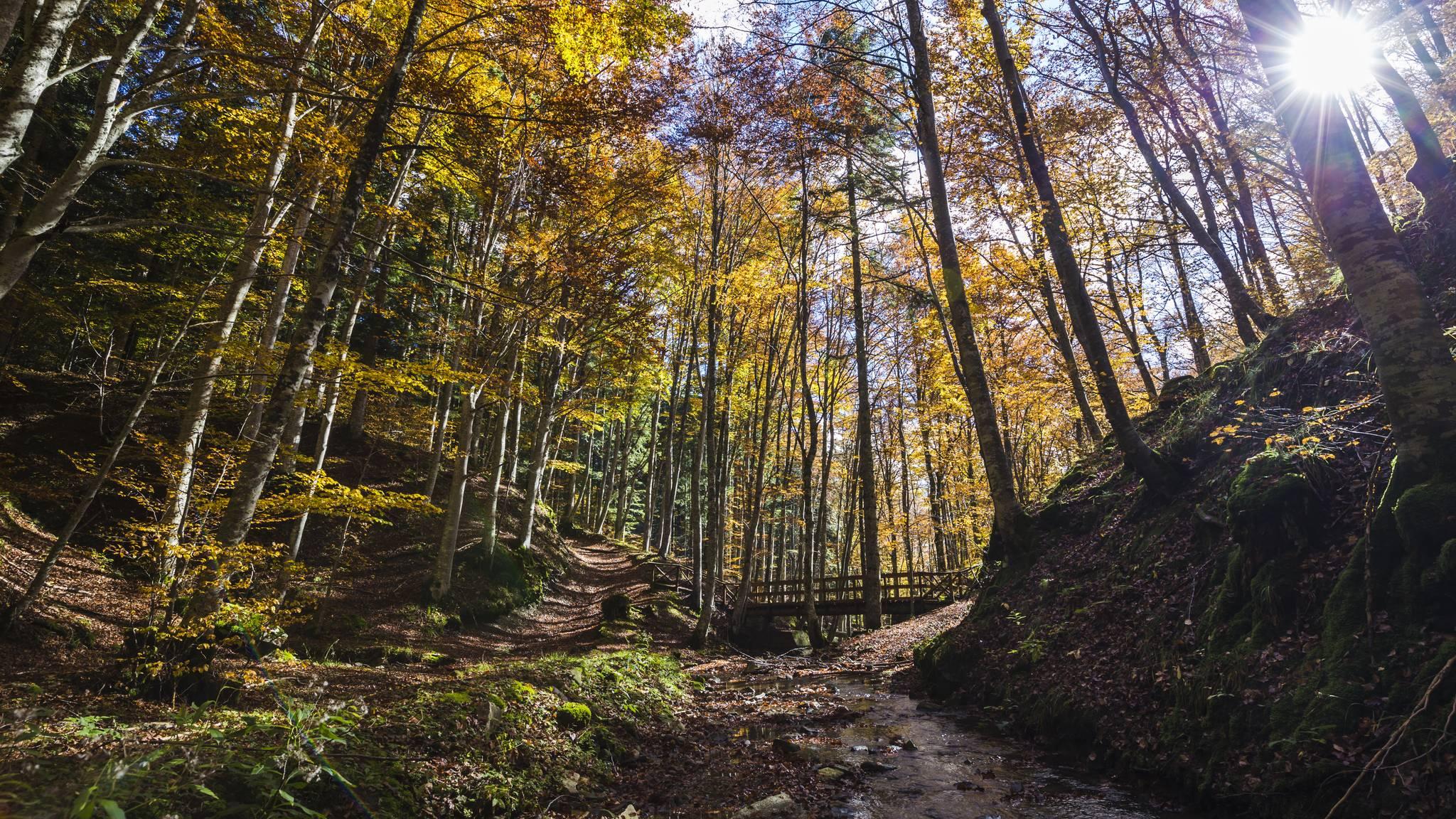 forêt du parc des forêts casentinesi en Toscane