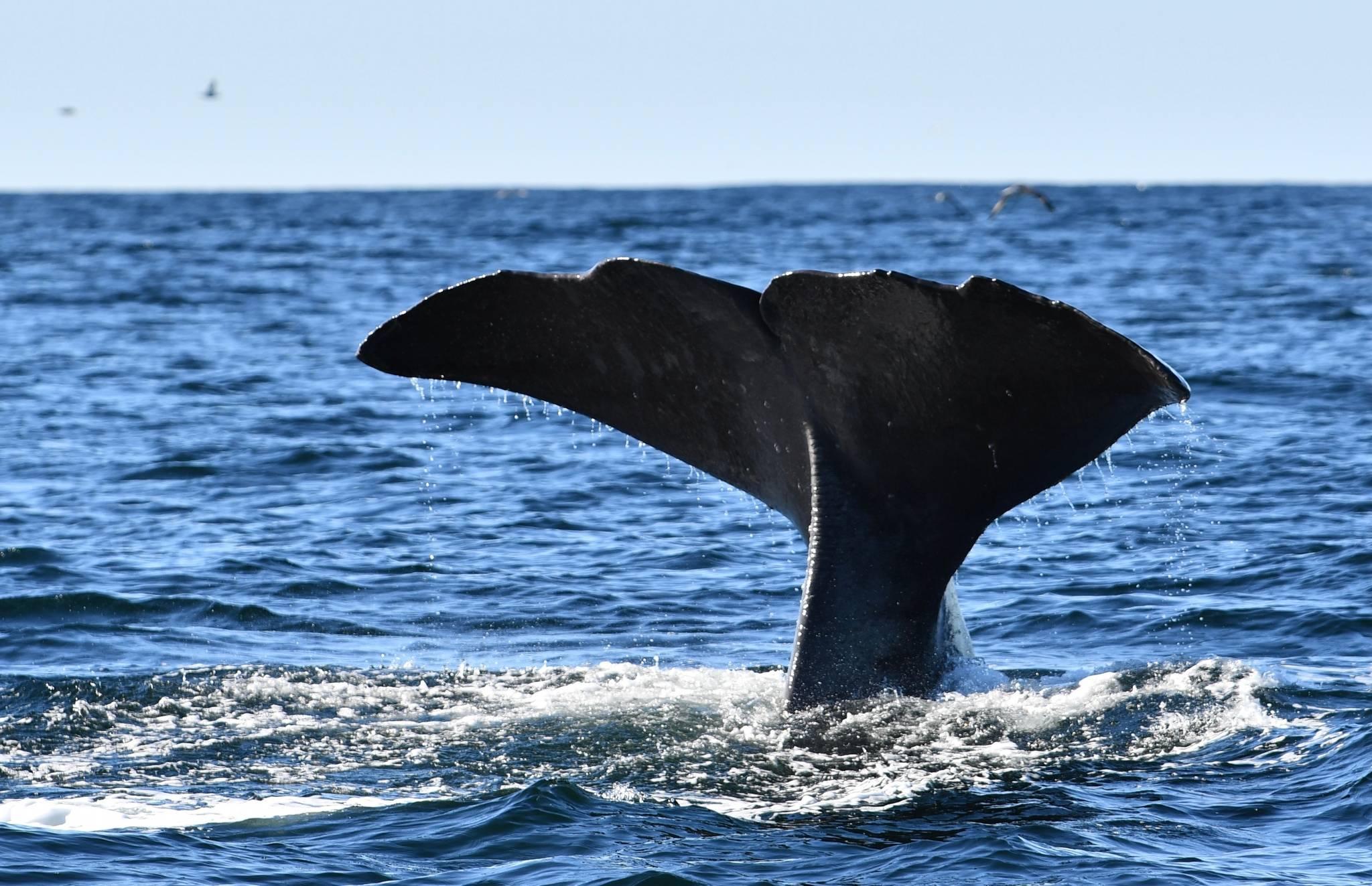 baleine en norvège