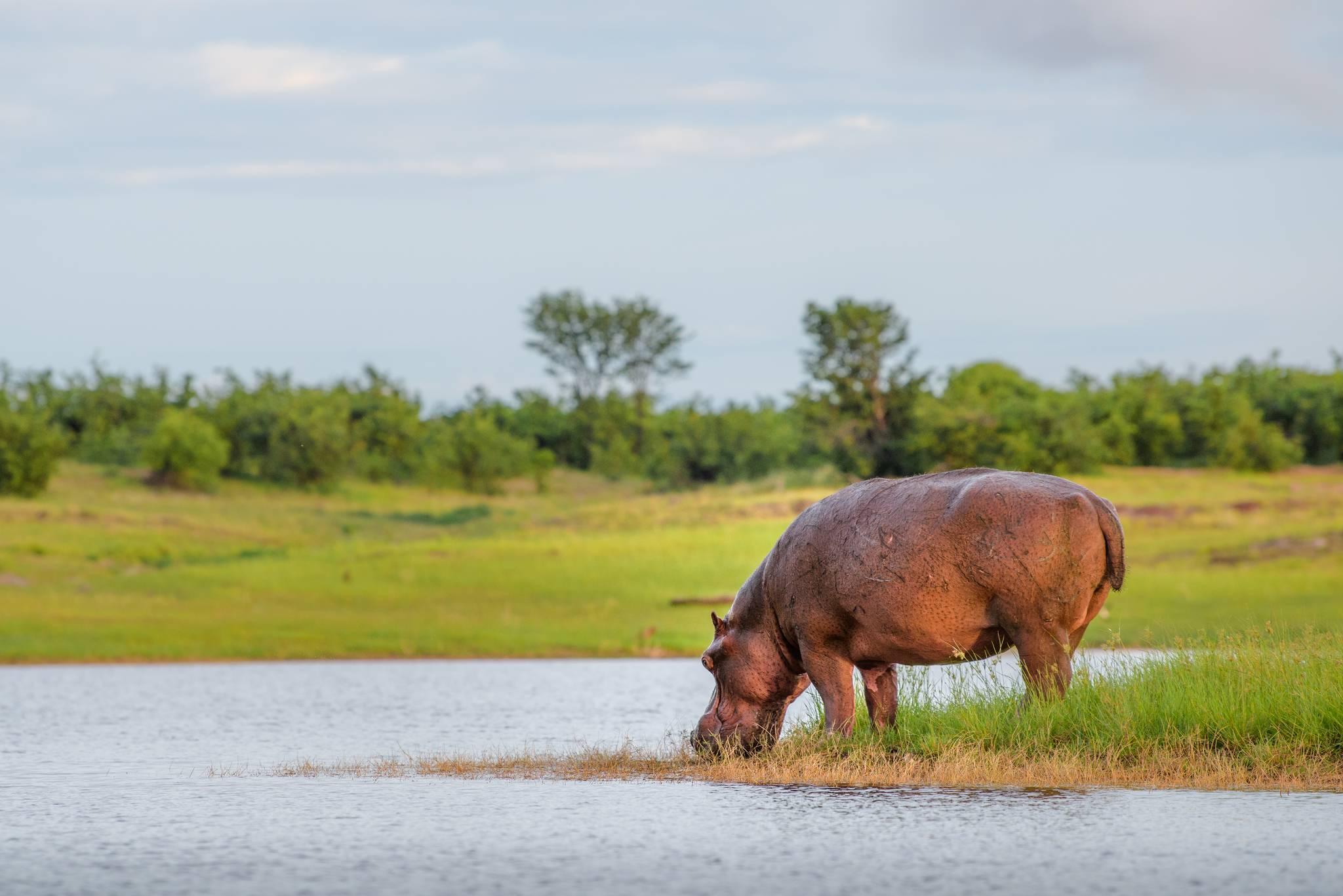 hippopotame lac de kariba afrique